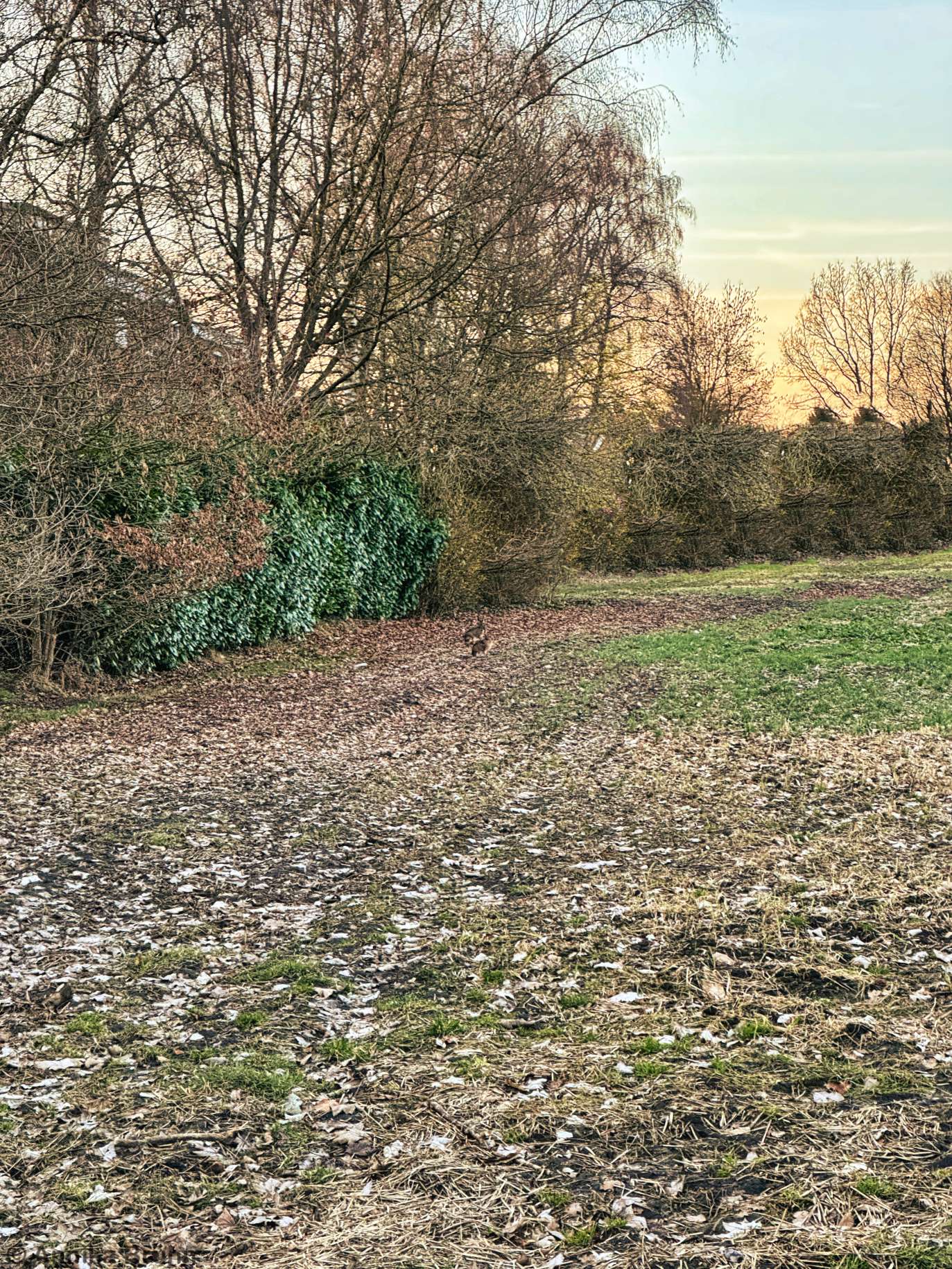 Osterhasen besprechen die nächsten Tage